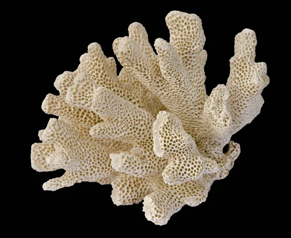 Coral isolado em fundo preto — Fotografia de Stock