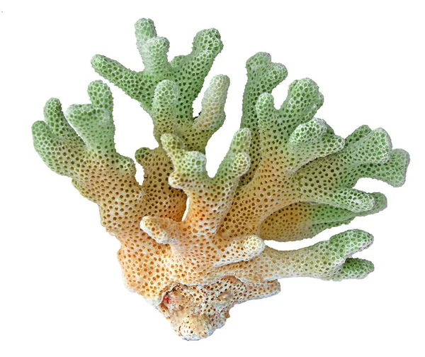 Coral isolado sobre fundo branco — Fotografia de Stock