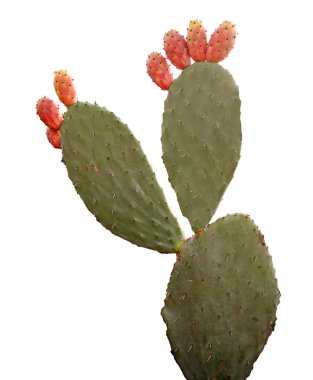 Kaktüs beyaz arkaplanda izole