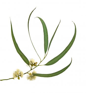 okaliptüs çiçeğini kapat