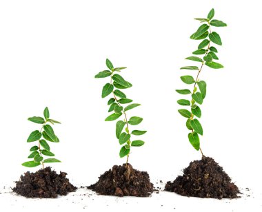 beyaz zemin üzerine fidan