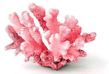 beyaz arkaplanda izole mercan