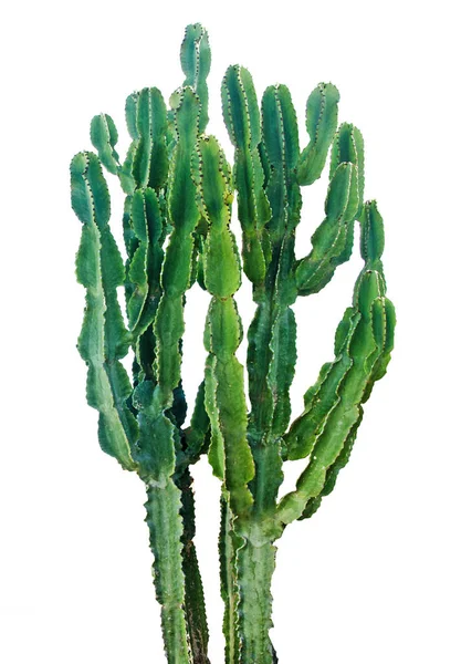 Cactus isolé sur fond blanc — Photo