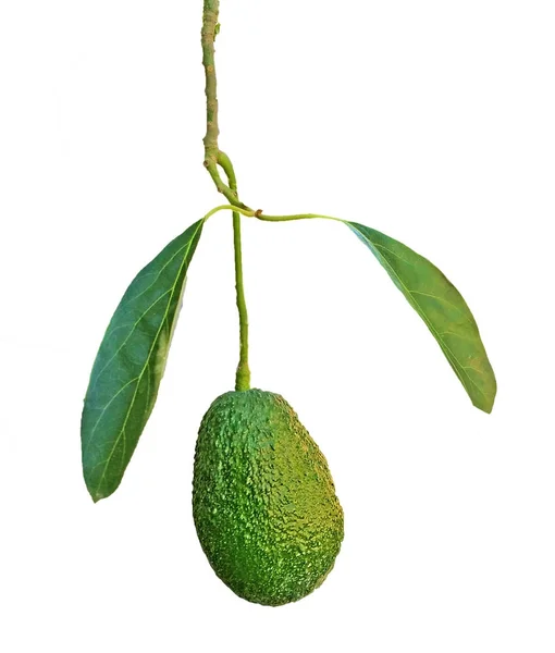 Close up of Branch of avocado — Stock Photo, Image