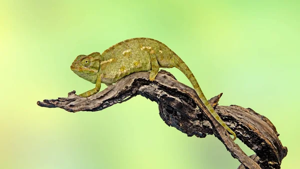 Close up of Chameleon on branch — Stock Photo, Image