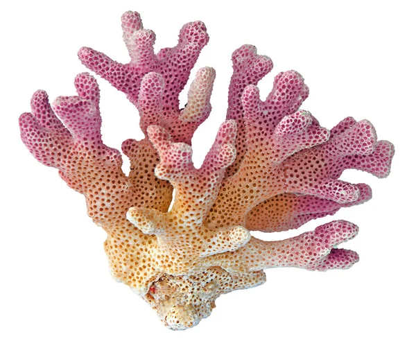 Coral isolado sobre fundo branco — Fotografia de Stock