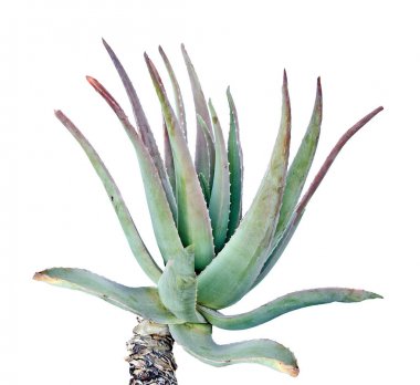 Aloe beyaz arkaplanda izole edildi