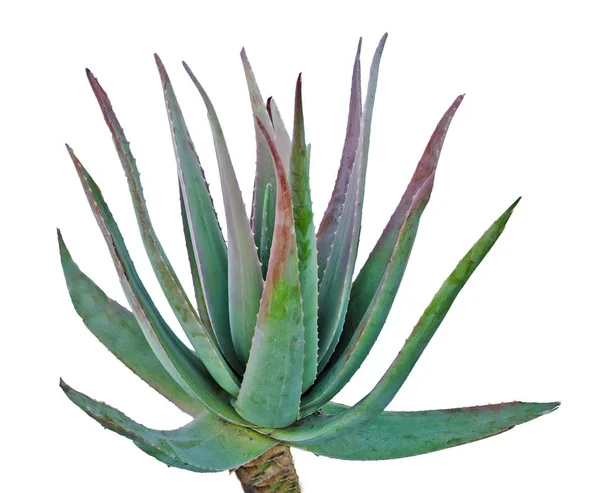 Aloe isolé sur fond blanc — Photo