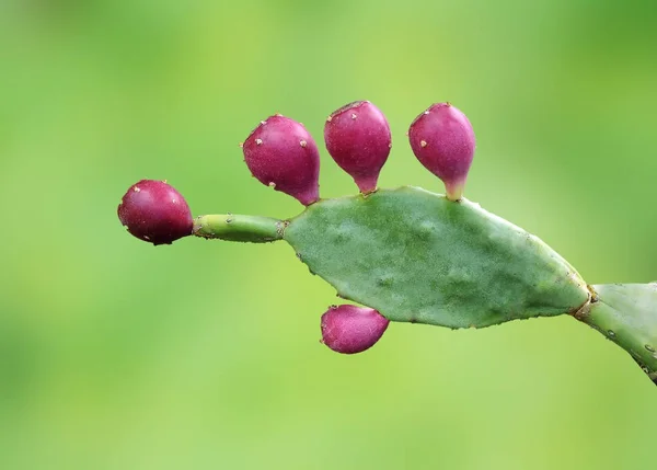 Primo piano del cactus — Foto Stock