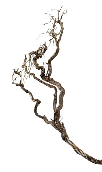 Bliska suchej gałęzi — Zdjęcie stockowe