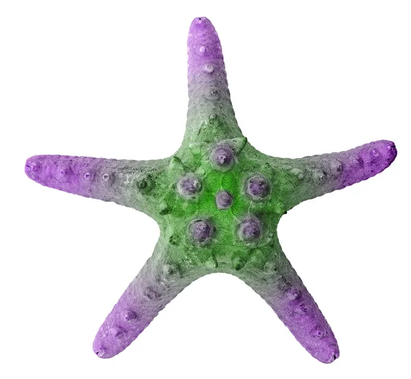 Крупный план морской звезды — стоковое фото