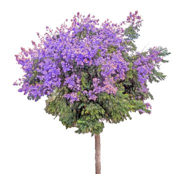 Beyaz arkaplanda izole edilmiş ağaç