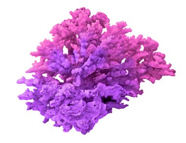 beyaz arkaplanda izole mercan