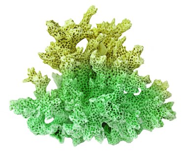 beyaz arkaplanda izole mercan