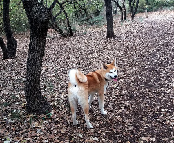 屋外で秋田犬 — ストック写真