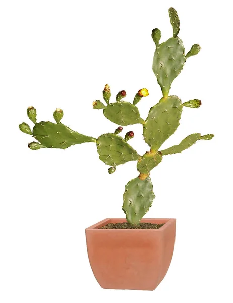 Cactus geïsoleerd op witte achtergrond — Stockfoto