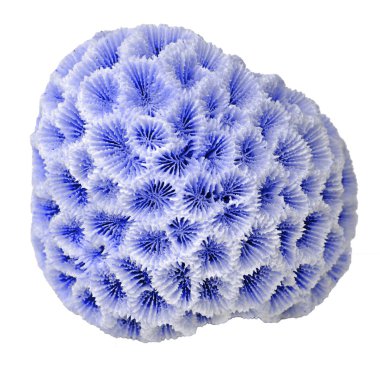 beyaz arkaplanda izole mercan