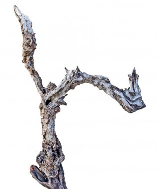 Kuru dalı yakın çekim 