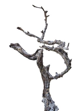 Kuru dalı yakın çekim 