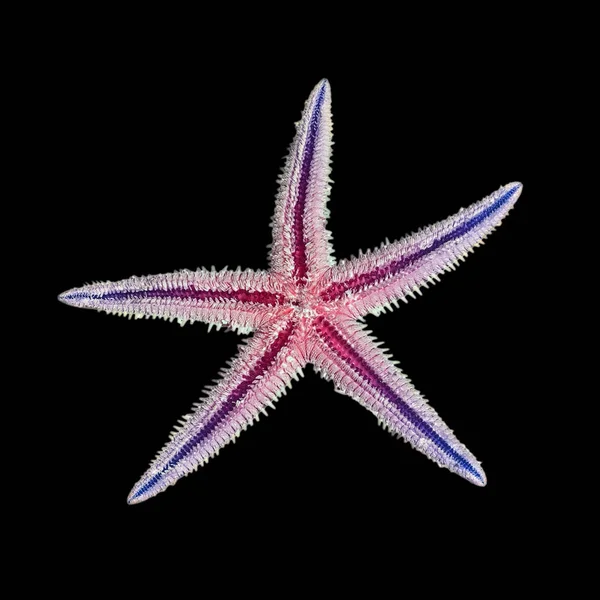 黒の背景に分離された海の星 — ストック写真