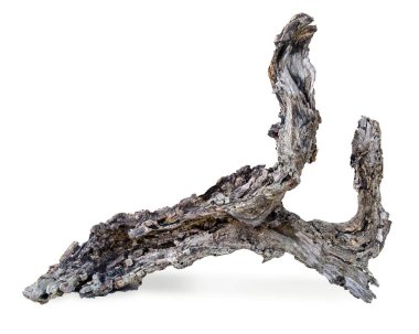 Kuru dalı yakın çekim 