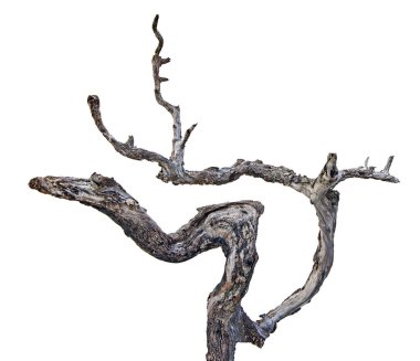 Kuru dalı yakın çekim 