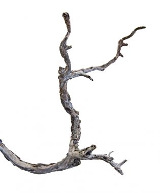 Kuru dalı yakın çekim 