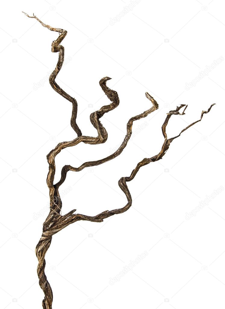 close up of dry branch 