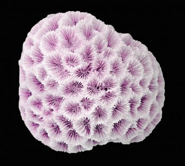 Siyah zemin üzerinde izole mercan