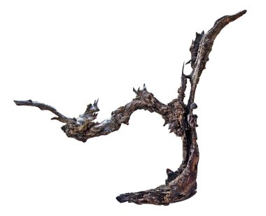 Kuru dalı yakın çekim 