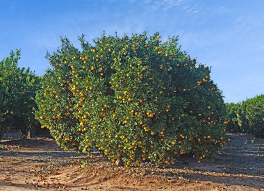 Olgun mandalina ağacı üzerinde