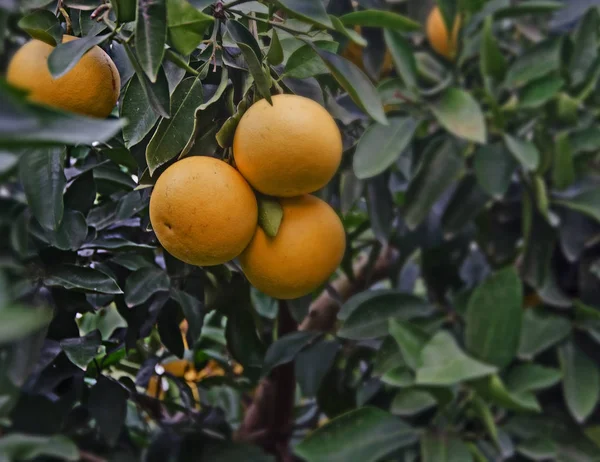 Close up van rijp grapefruits — Stockfoto