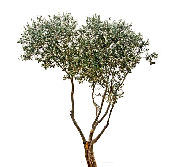 Olivový strom na bílém pozadí — Stock fotografie