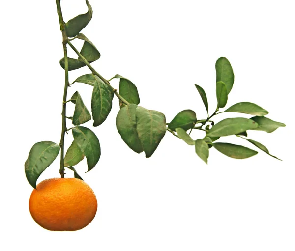 Tangerines on branch — Stock Photo, Image