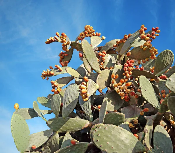 Primer plano de los cactus — Foto de Stock