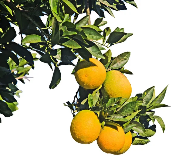 Érett narancs fa — Stock Fotó