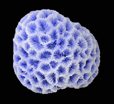 Siyah zemin üzerinde izole mercan