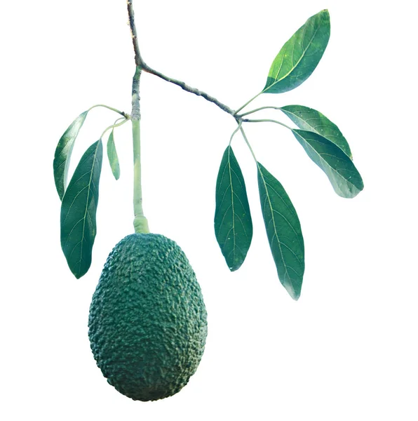 Close up of Branch of avocado — Stock Photo, Image