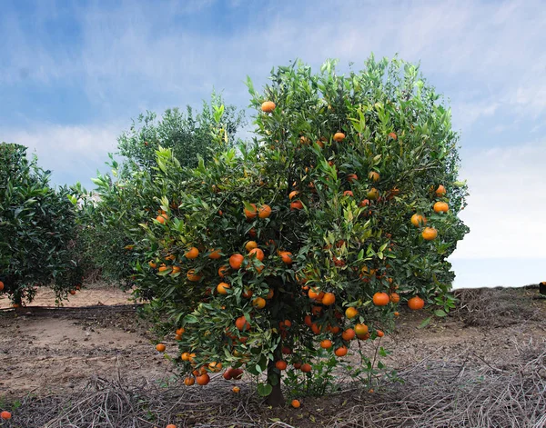 Närbild av Tangerine träd — Stockfoto