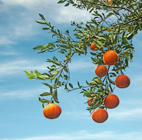 Mandarines mûres sur l'arbre — Photo