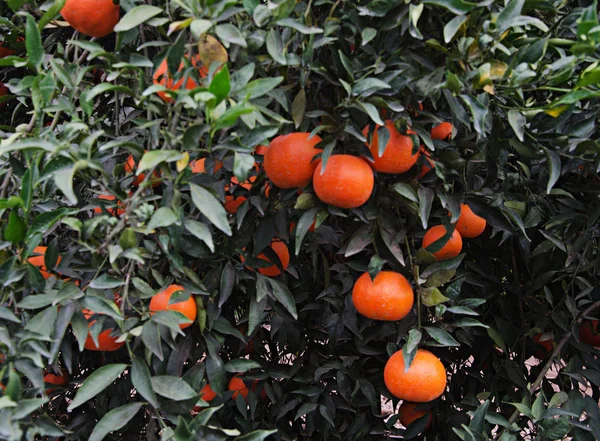 Close up of Tangerines on branch — Stock Photo, Image