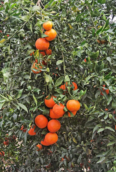 Close up of Tangerines on branch — Stock Photo, Image