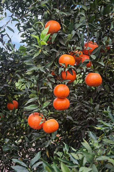 Close-up van Tangerines op tak — Stockfoto