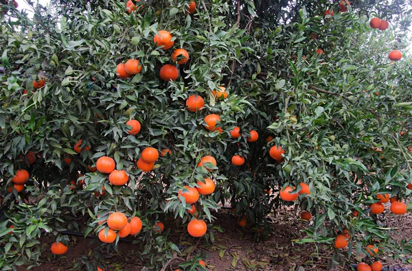 Primer plano de mandarinas en rama —  Fotos de Stock