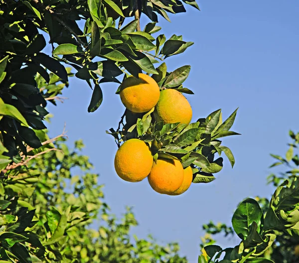 Гілка з стиглими апельсинами — стокове фото