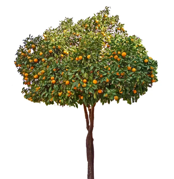 Citrus tree on white background — Stock Photo, Image