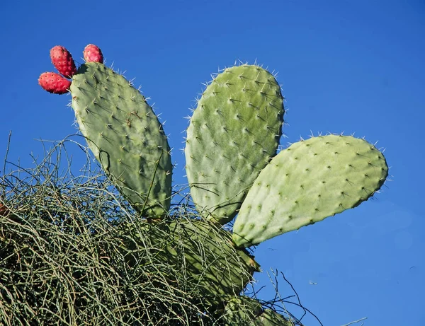 Primer plano de los cactus — Foto de Stock