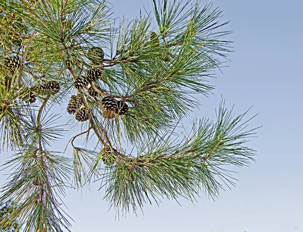 Pine gren med kon på himmel bakgrund — Stockfoto