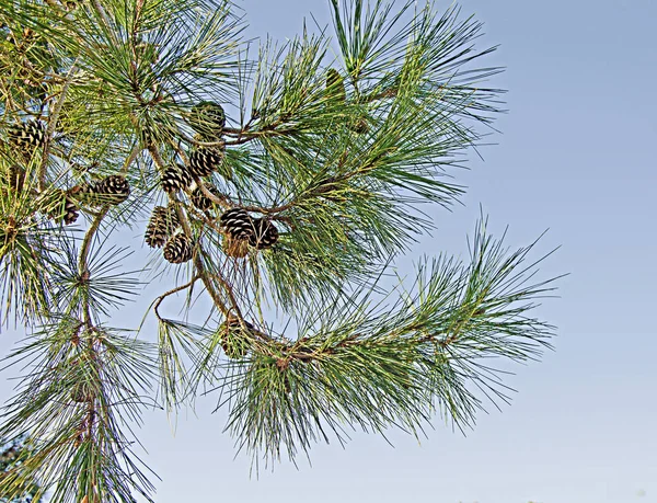 Pine branch with cone on sky background — Stock Photo, Image