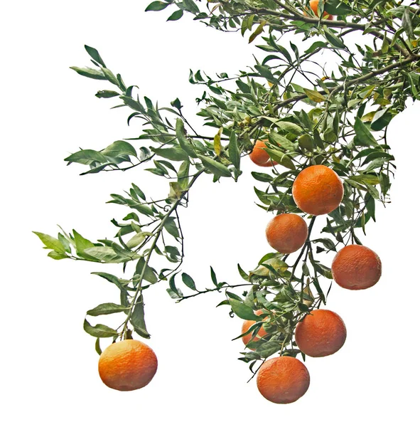 Zweig der Mandarine auf weißem Hintergrund — Stockfoto